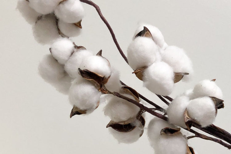 Here's Everything You Need to Know About Organic Cotton